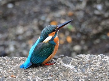 Common Kingfisher 秦野市 Sat, 11/11/2023