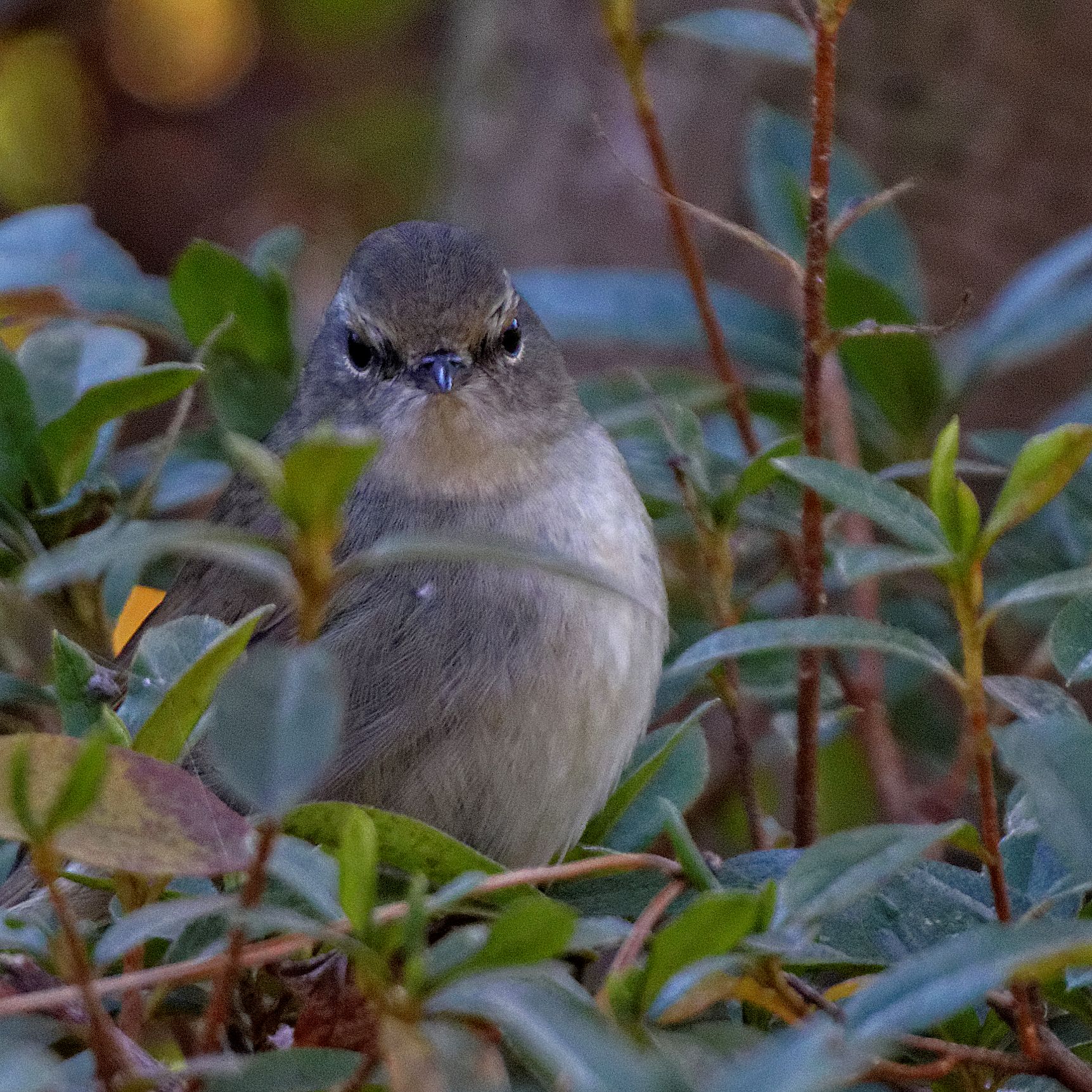 Japanese Bush Warbler