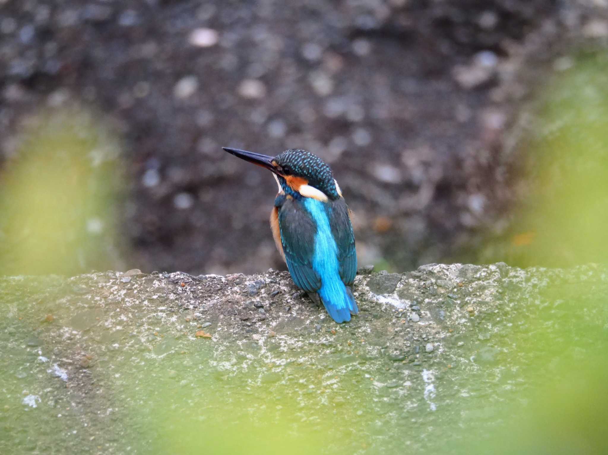 Photo of Common Kingfisher at 秦野市 by とろろ