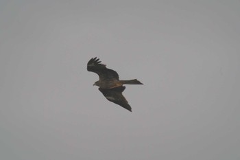 2023年11月11日(土) 葛西臨海公園の野鳥観察記録