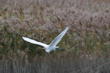 チュウサギ 葛西臨海公園 2023年11月11日(土)