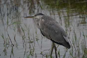 アオサギ 葛西臨海公園 2023年11月11日(土)