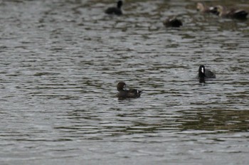 未同定 葛西臨海公園 2023年11月11日(土)