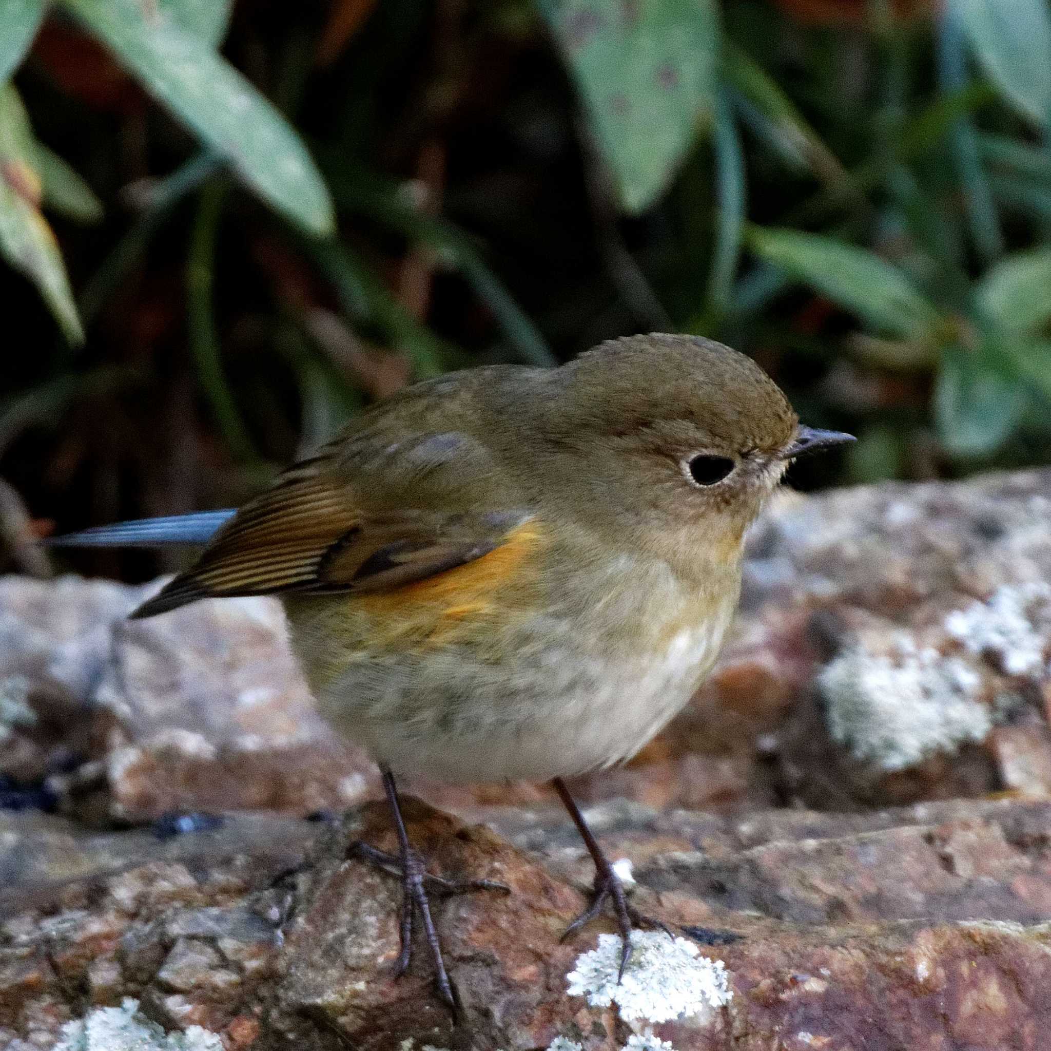 Red-flanked Bluetail