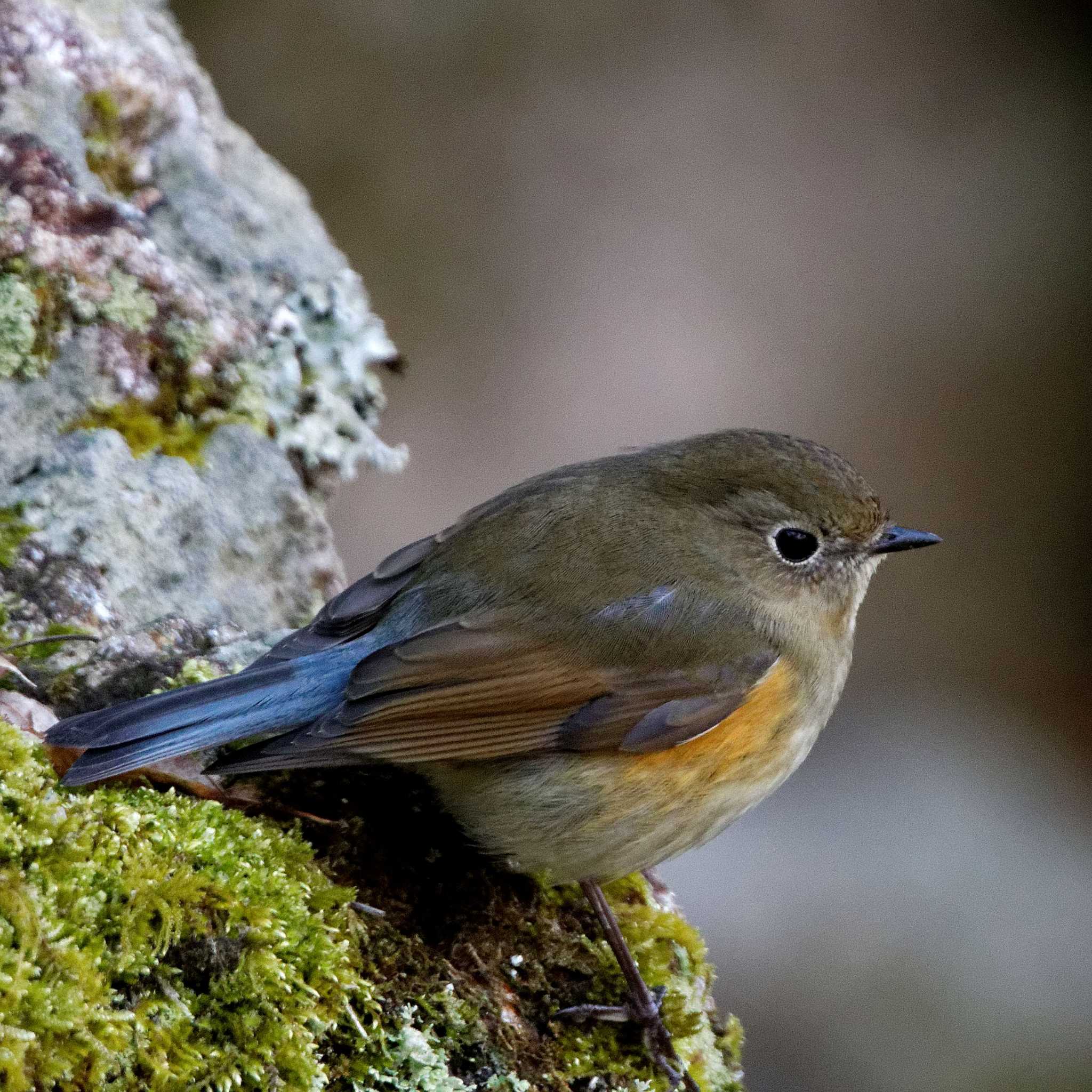 Photo of Red-flanked Bluetail at 岐阜公園 by herald