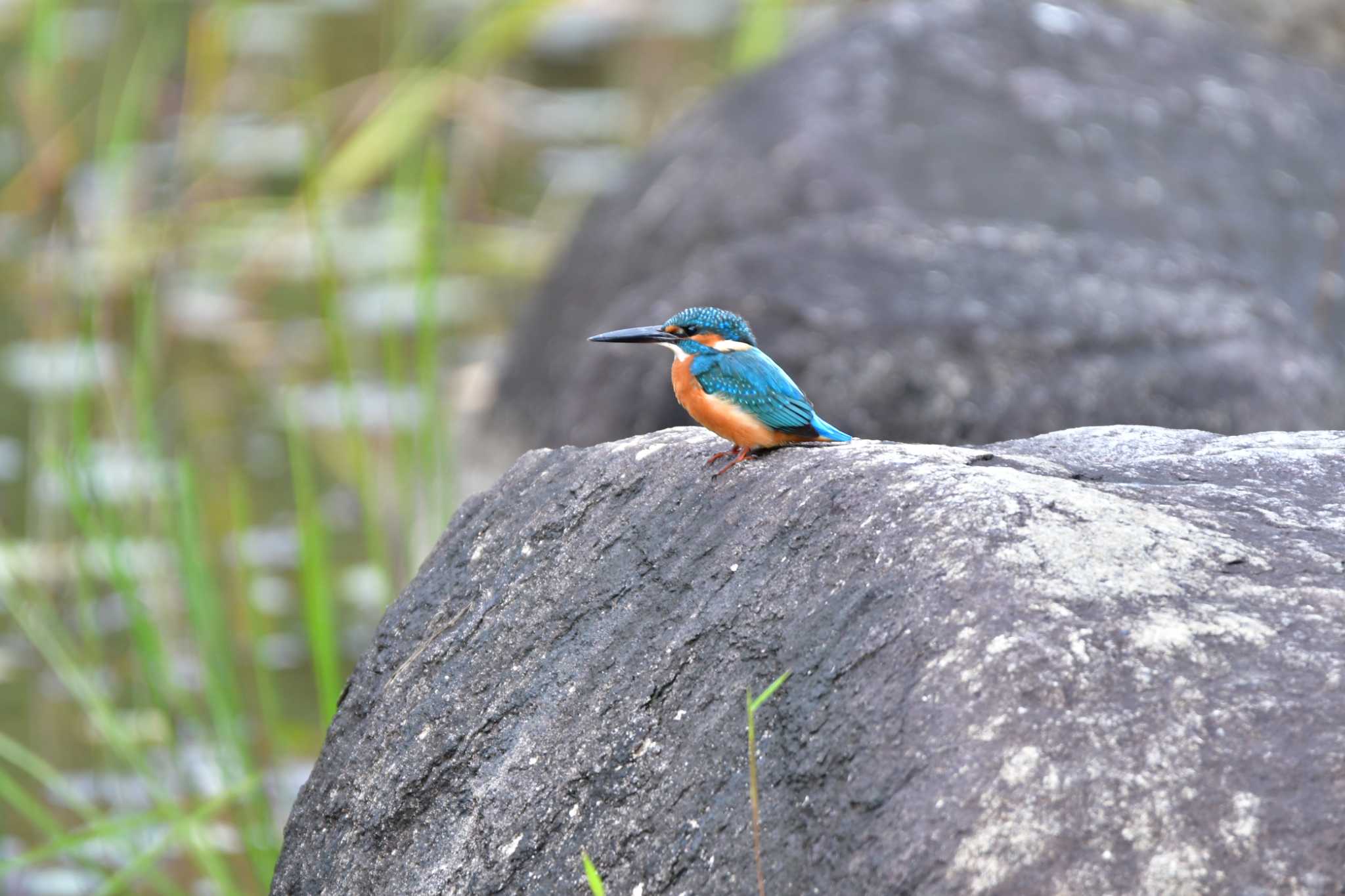 Photo of Common Kingfisher at 東三河ふるさと公園 by みそ＠VM4A