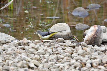 Grey Wagtail 東三河ふるさと公園 Sat, 11/11/2023