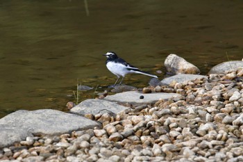 White Wagtail 東三河ふるさと公園 Sat, 11/11/2023