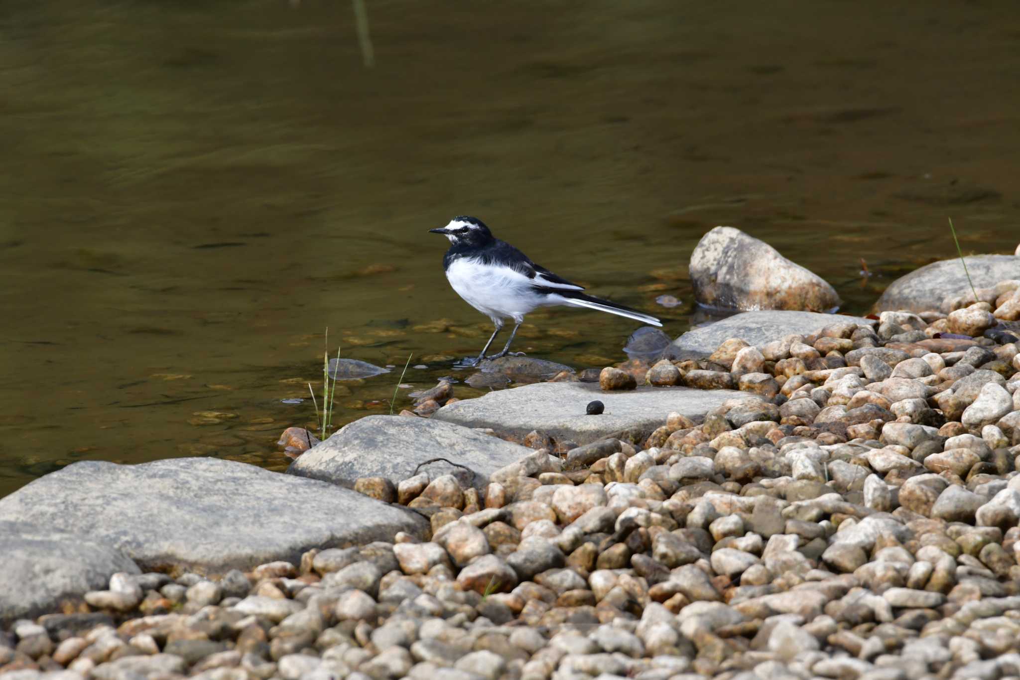 Photo of White Wagtail at 東三河ふるさと公園 by みそ＠VM4A
