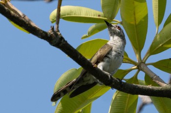 Little Bronze Cuckoo Jurong Lake Gardens Sat, 11/11/2023