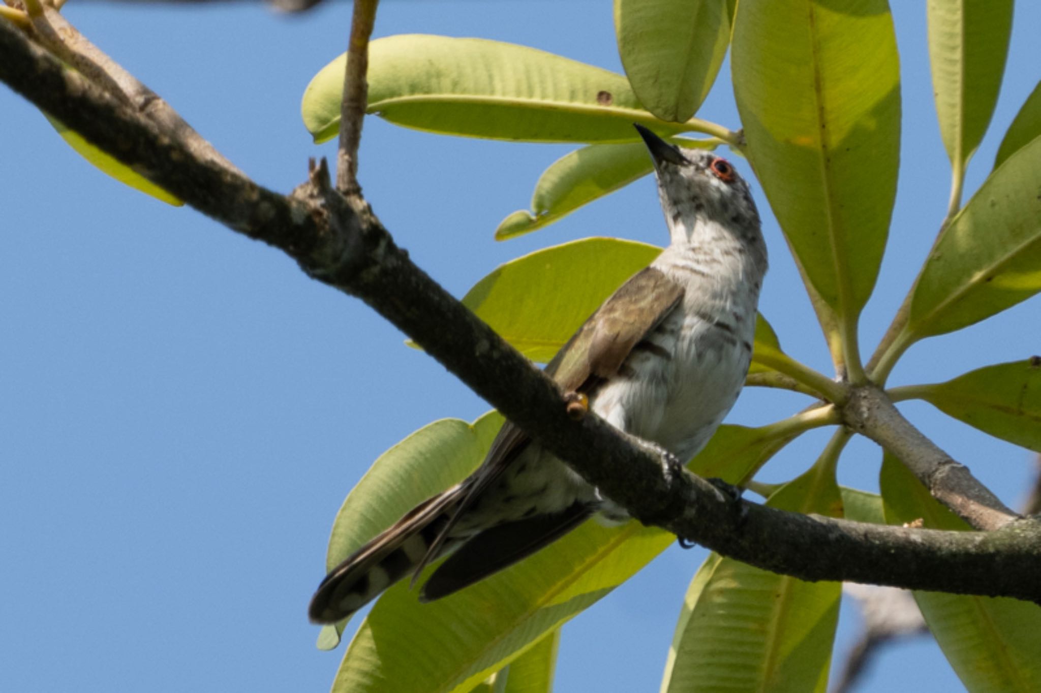 Photo of Little Bronze Cuckoo at Jurong Lake Gardens by T K