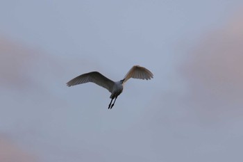 Great Egret Isanuma Thu, 11/9/2023