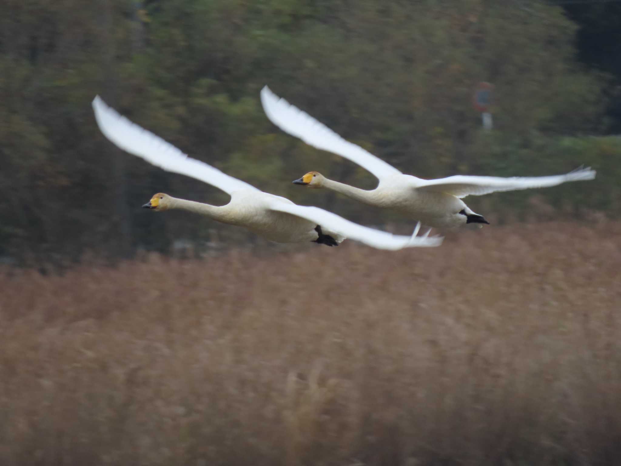 Whooper Swan