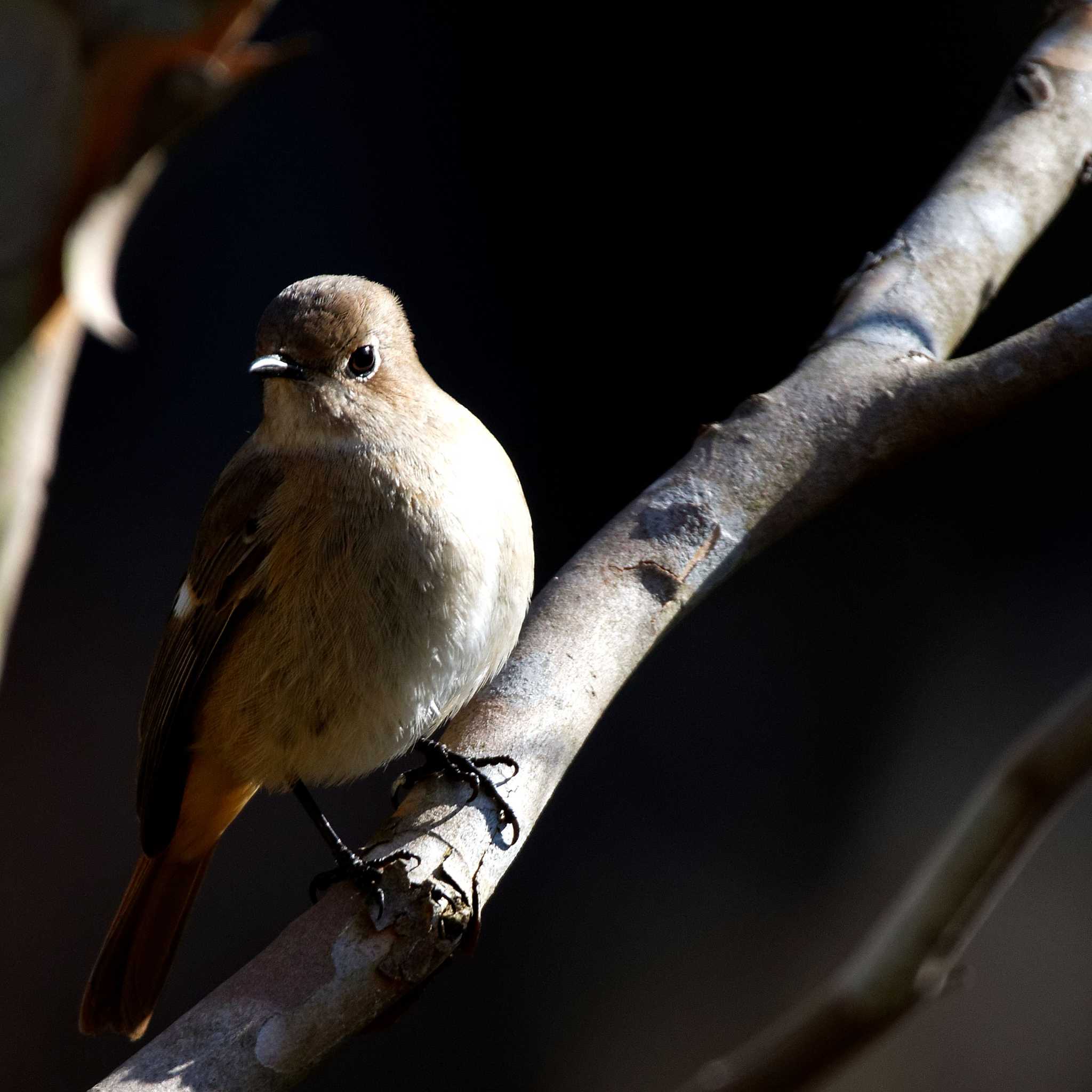 Daurian Redstart