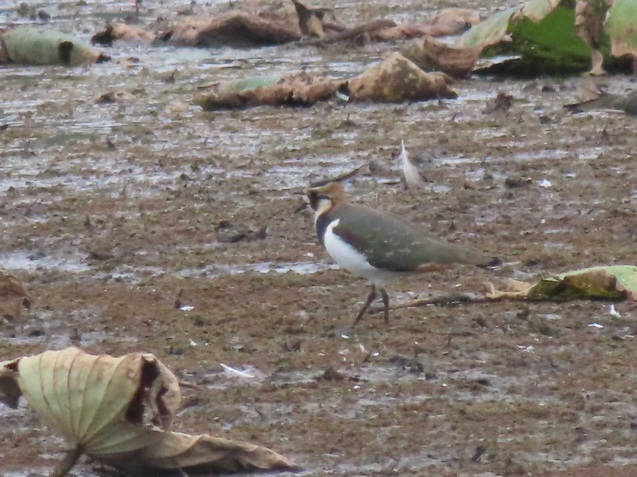 Northern Lapwing