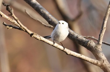 Long-tailed tit(japonicus) 北海道　函館市　豊原町 Sat, 11/11/2023