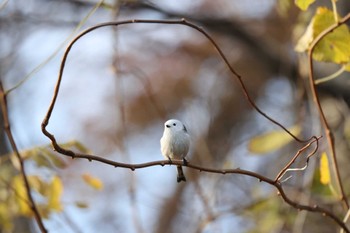 シマエナガ 北海道　函館市　豊原町 2023年11月11日(土)