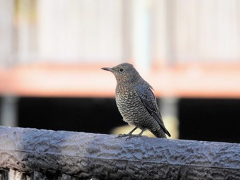 Tue, 10/31/2023 Birding report at 東品川海上公園(東京都品川区)