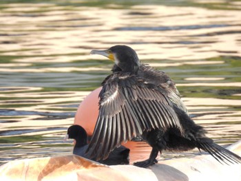 Great Cormorant 東品川海上公園(東京都品川区) Tue, 10/31/2023