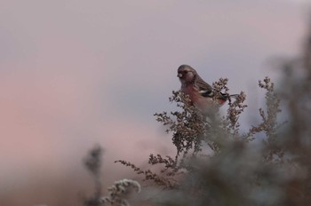 Siberian Long-tailed Rosefinch 北海道　函館市　函館空港 Sat, 11/11/2023