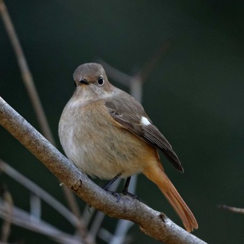 Daurian Redstart 岐阜公園 Sat, 1/24/2015