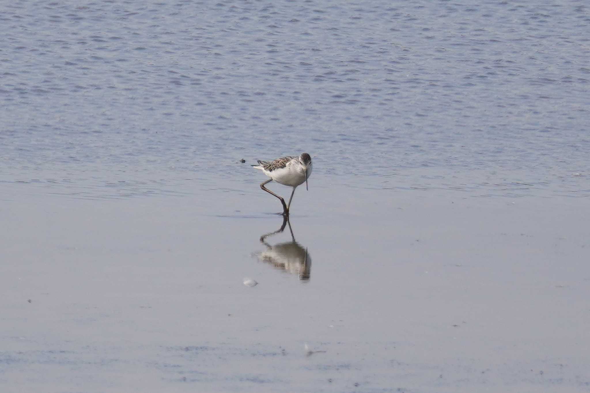 Photo of Marsh Sandpiper at いしかり調整池(石狩調整池) by くまちん