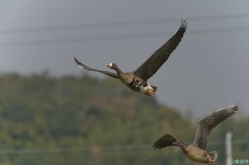 Greater White-fronted Goose 兵庫県神戸市西区 Sat, 11/4/2023