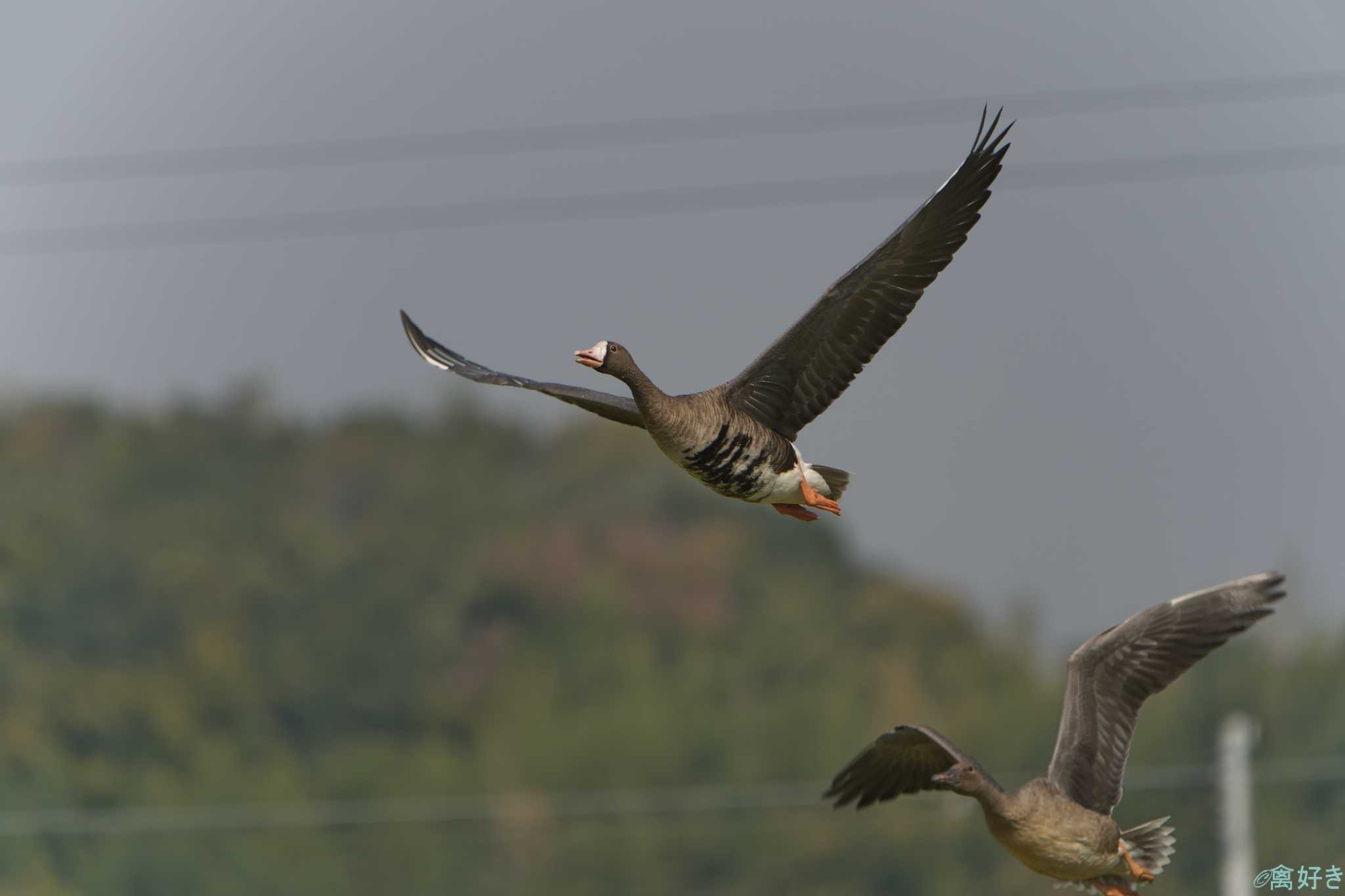 Greater White-fronted Goose