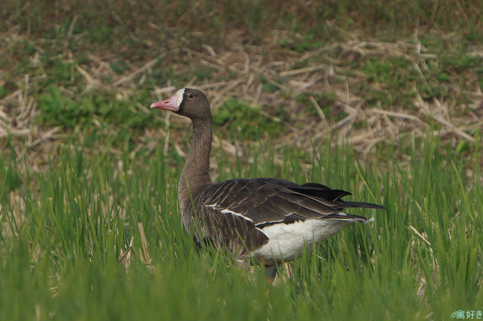 Greater White-fronted Goose