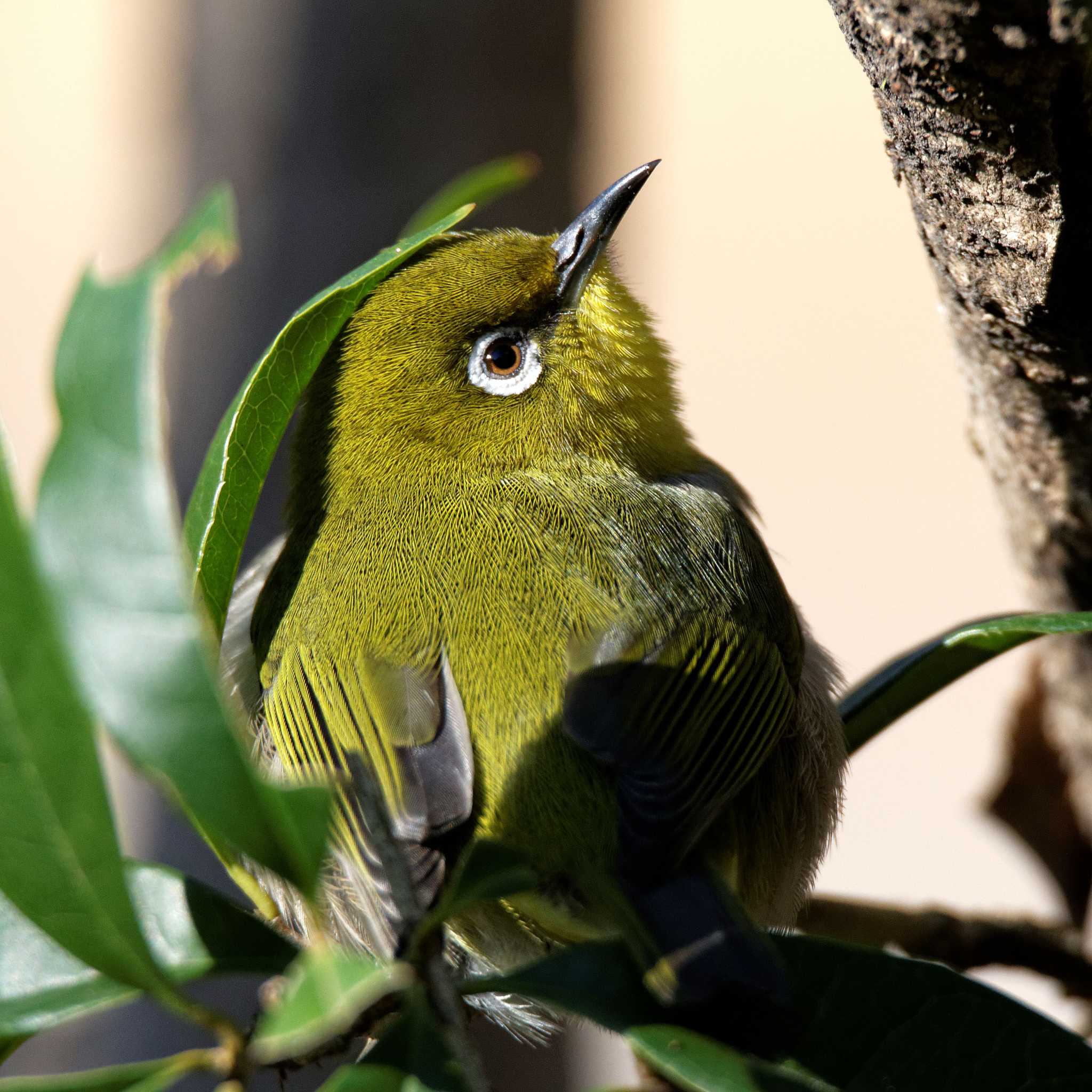 Warbling White-eye