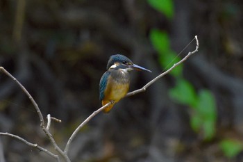 カワセミ 秋ヶ瀬公園 2023年10月11日(水)