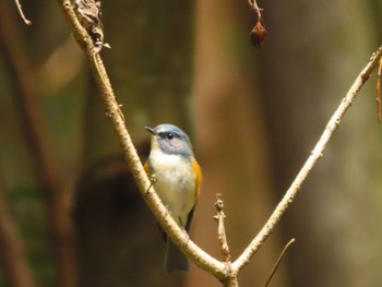 Red-flanked Bluetail 海上の森 Sat, 11/11/2023