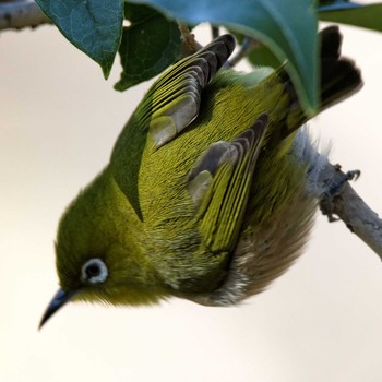 Warbling White-eye 岐阜公園 Sat, 1/24/2015