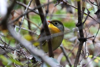 ソウシチョウ 早戸川林道 2023年11月11日(土)