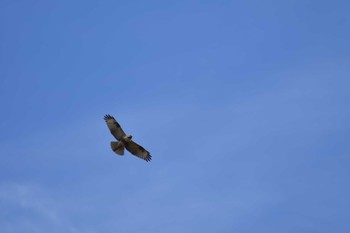 Eastern Buzzard 大羽根緑地 Sat, 11/11/2023