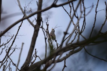 Japanese Grosbeak 大羽根緑地 Sat, 11/11/2023