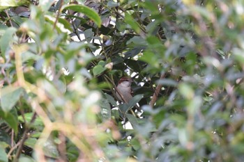 Russet Sparrow 三重県四日市市 Sat, 11/11/2023