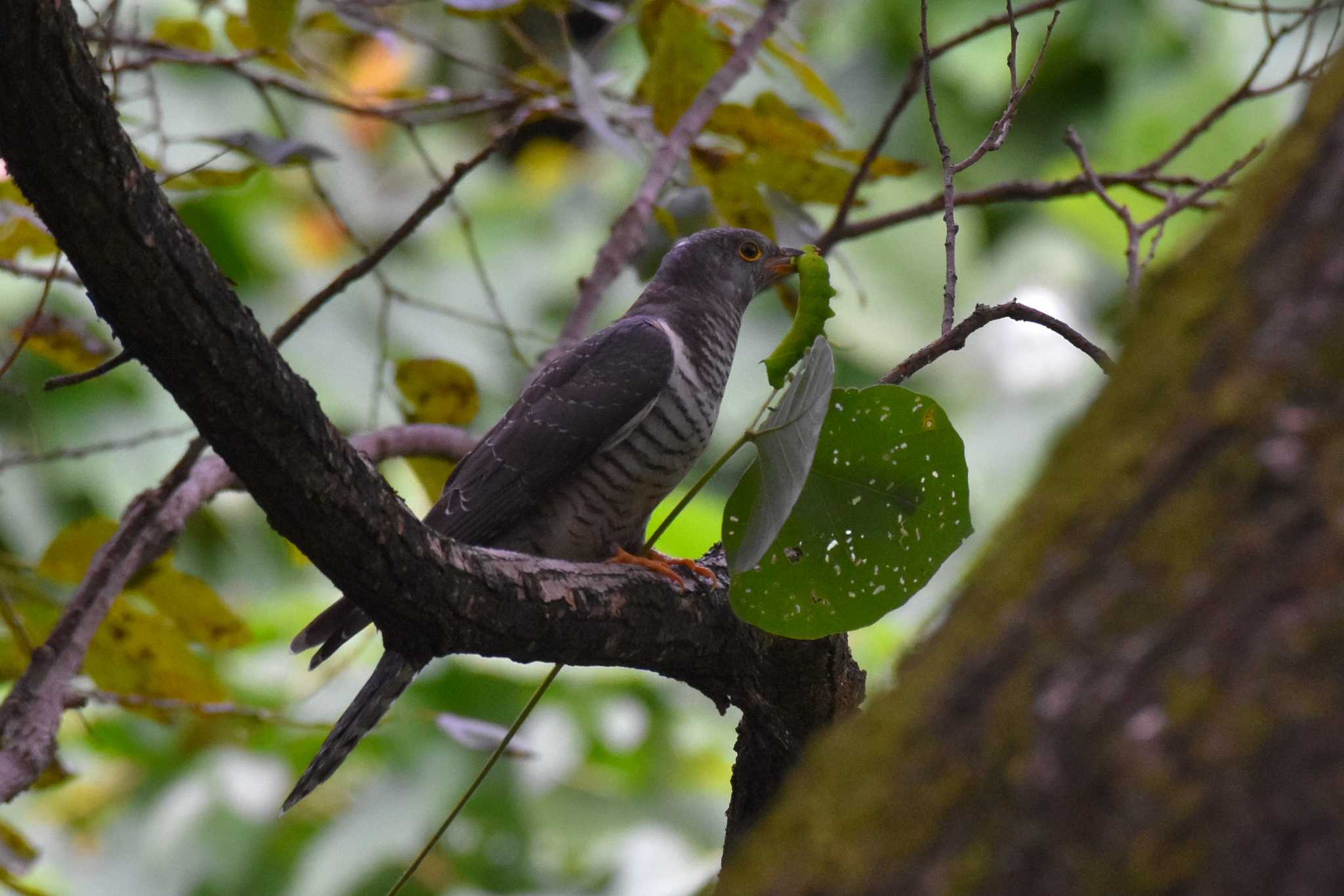 秋ヶ瀬公園 ツツドリの写真 by Kazuki_s