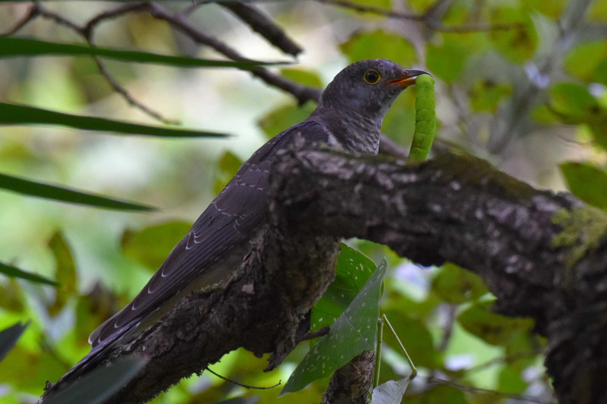 Photo of Oriental Cuckoo at Akigase Park by Kazuki_s