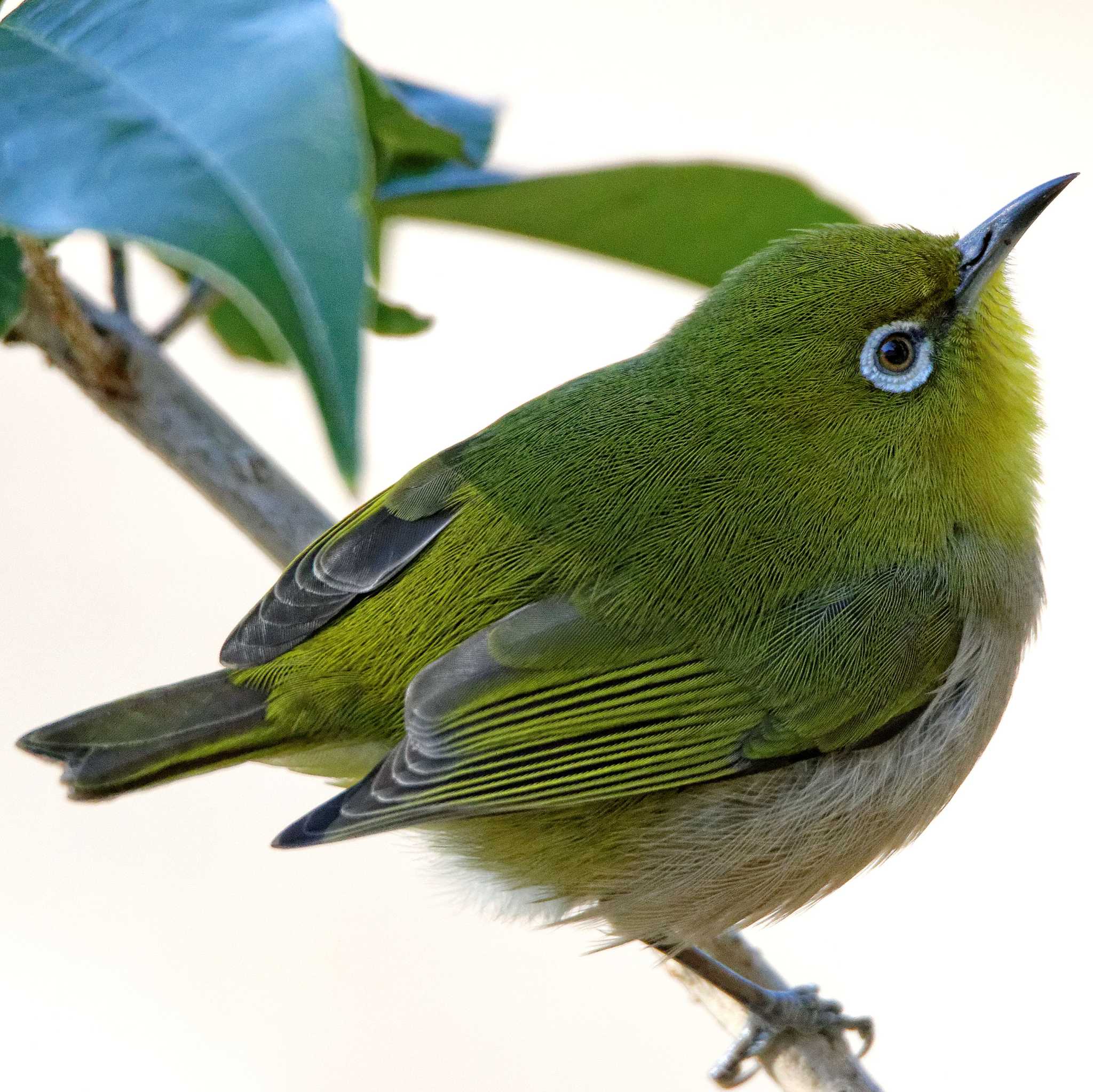 Warbling White-eye