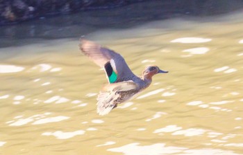 2023年11月11日(土) 信濃川河口(東海市)の野鳥観察記録