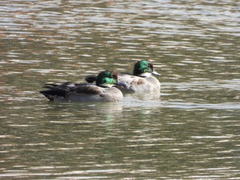 Falcated Duck Hattori Ryokuchi Park Sat, 11/11/2023