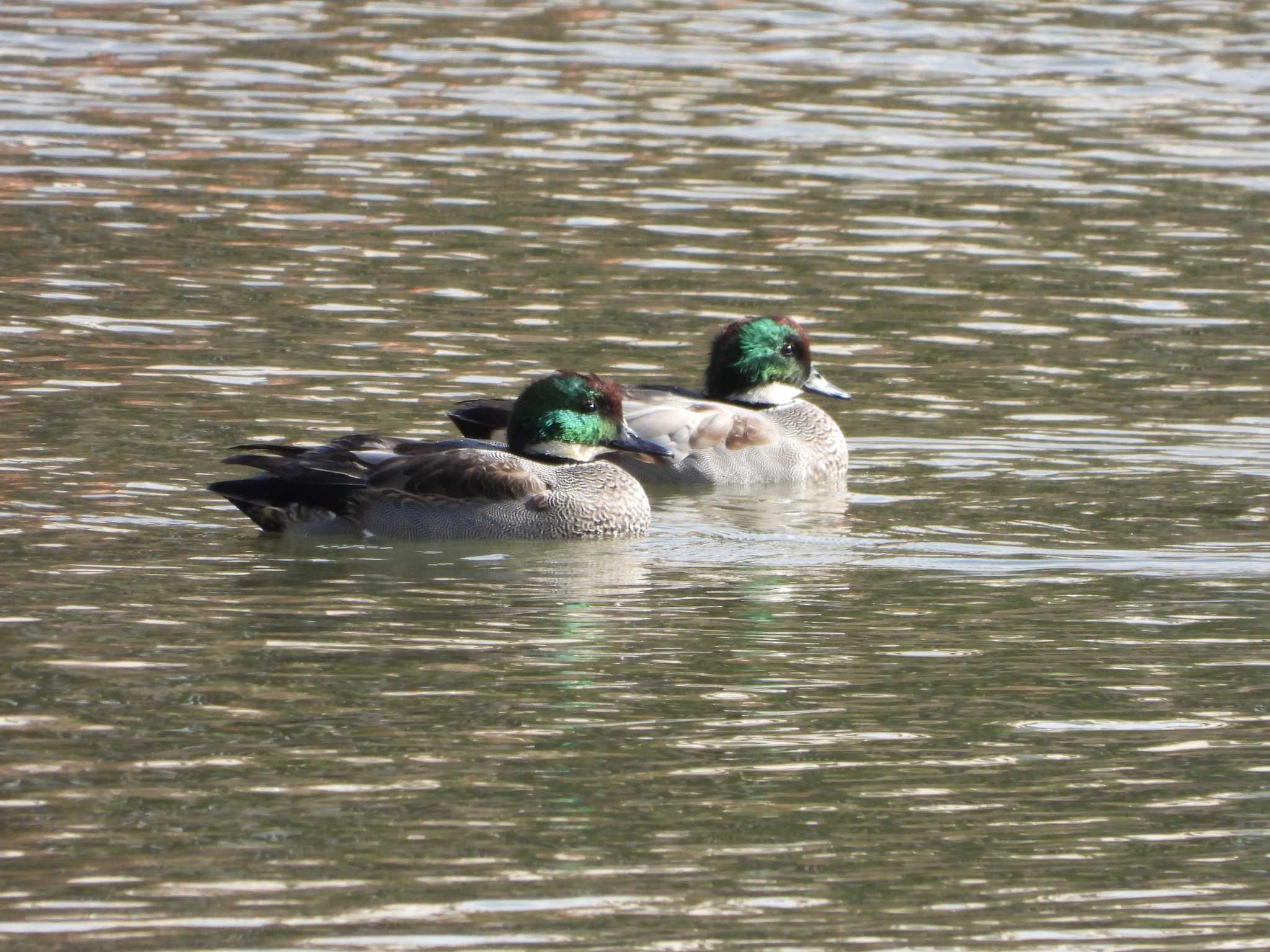 Falcated Duck