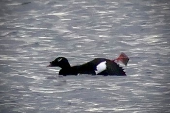 2023年11月11日(土) ふなばし三番瀬海浜公園の野鳥観察記録