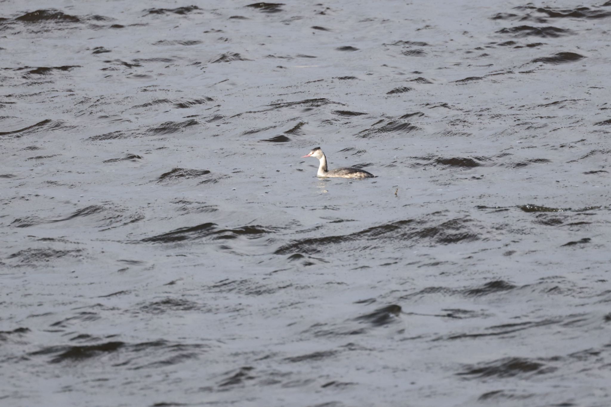 Great Crested Grebe