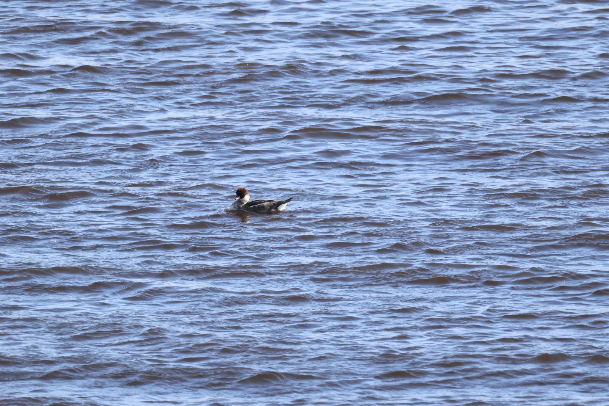 Smew