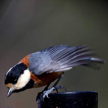 Varied Tit 岐阜公園 Sat, 1/24/2015