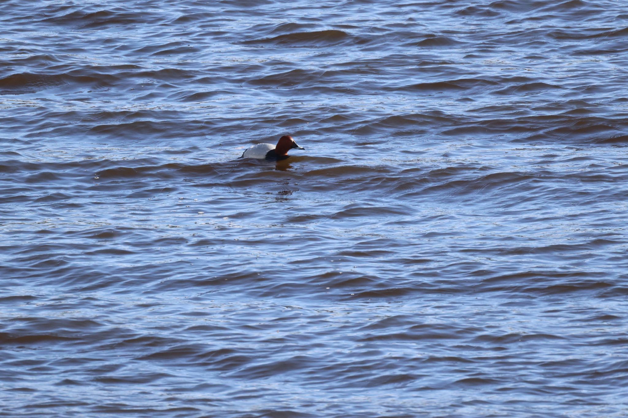 Photo of Common Pochard at 札幌モエレ沼公園 by will 73