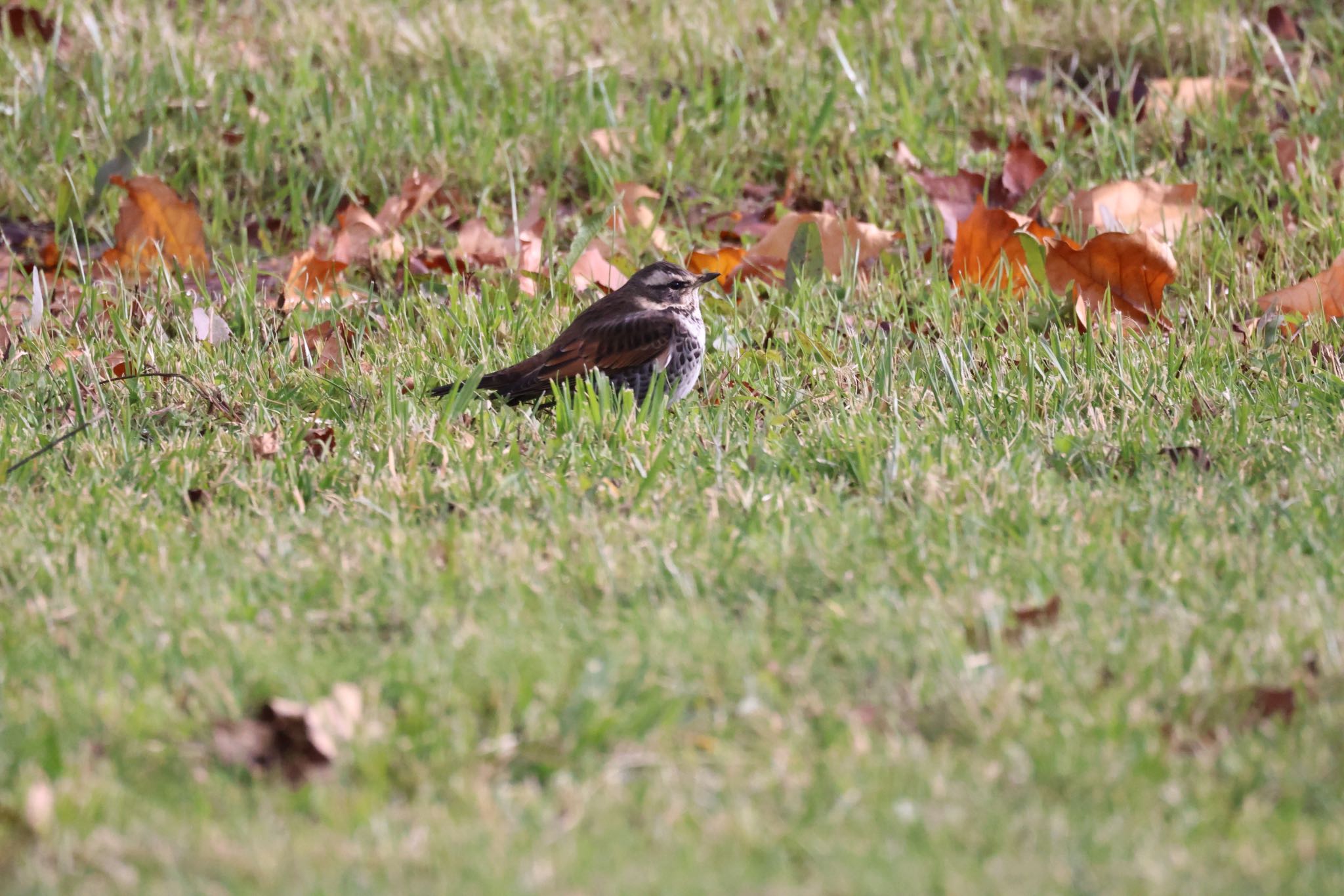 Dusky Thrush