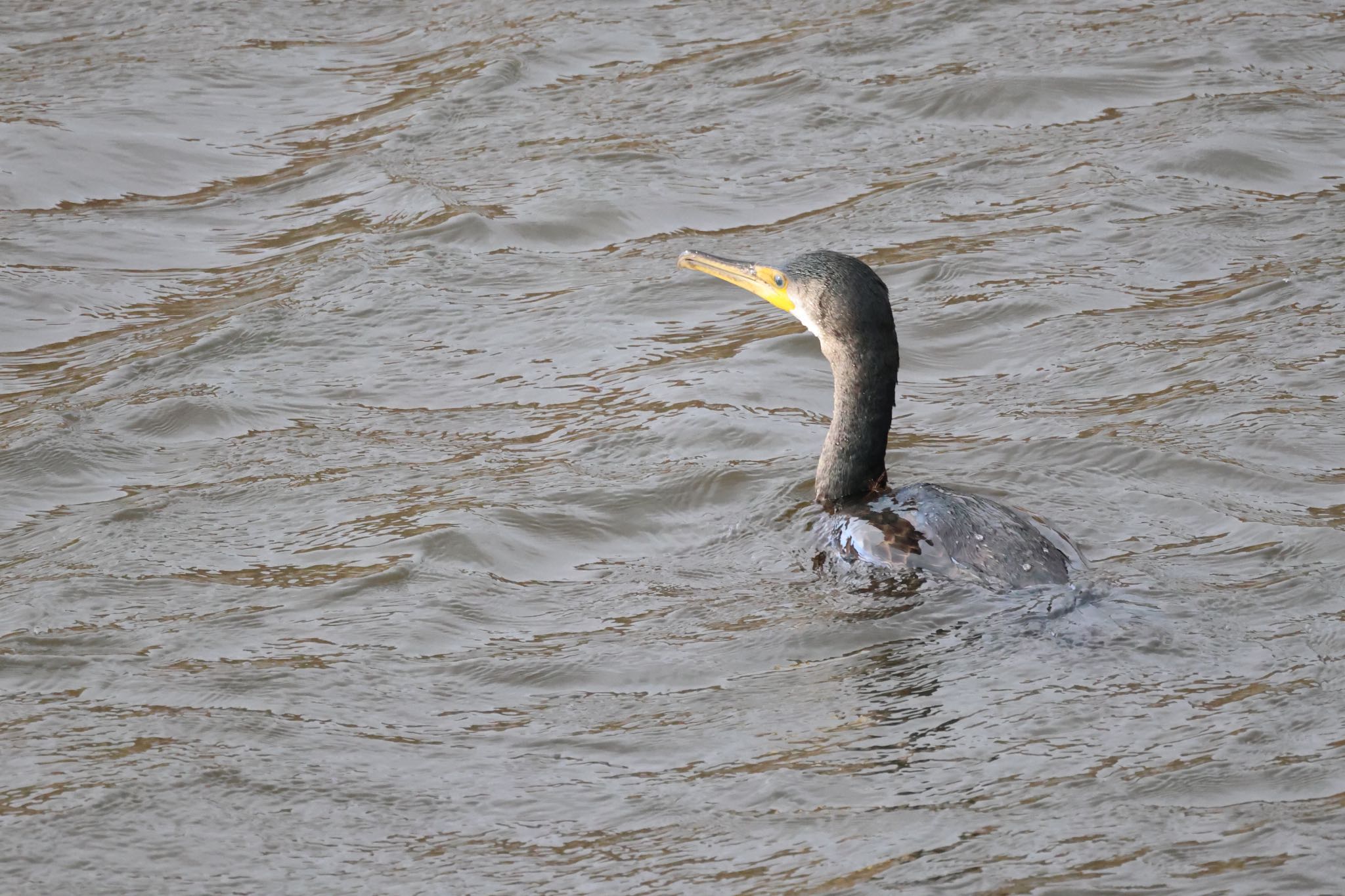 Great Cormorant